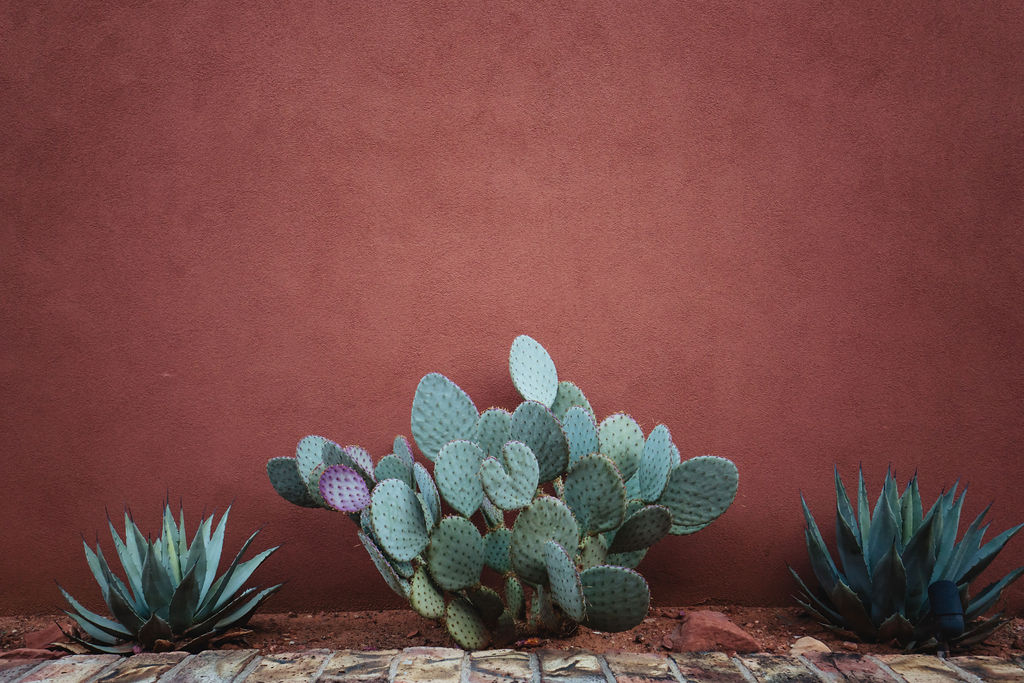 Prickly Pear Cactus