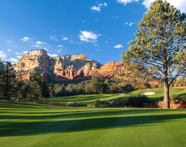 Golf Course green with pine tree