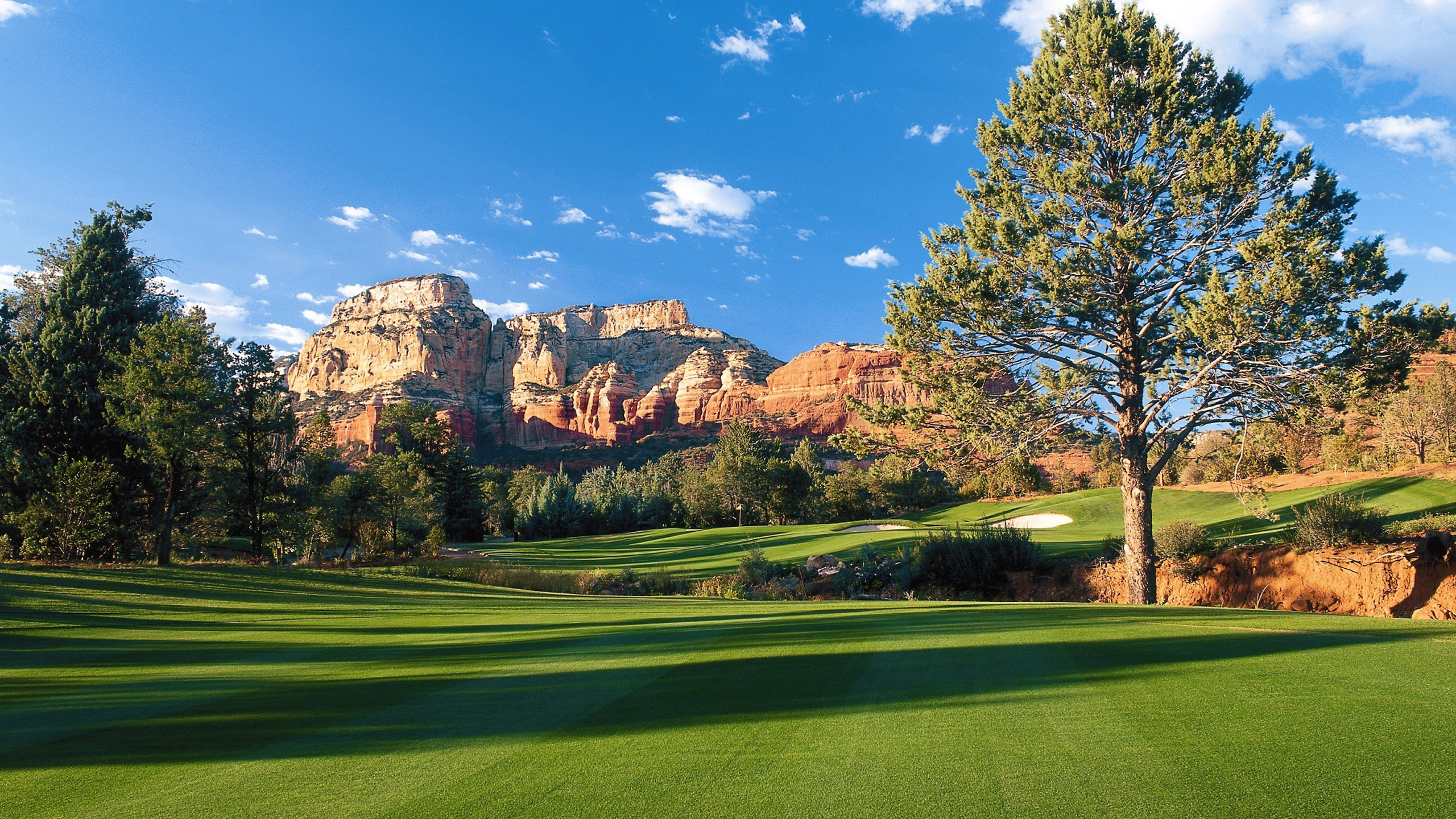 Golf Course green with pine tree