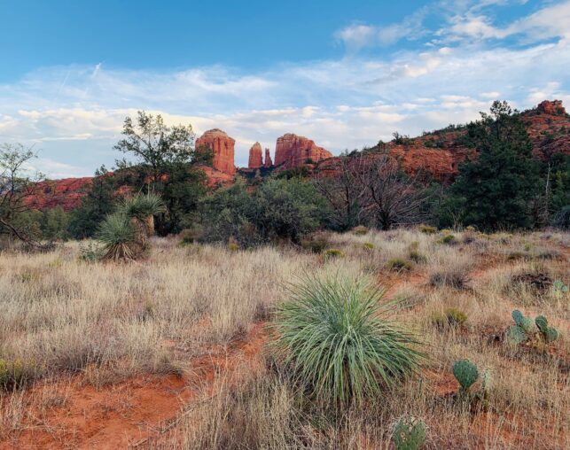 Cathedral Rock formation in Sedona - Field of brown grass with yucca.