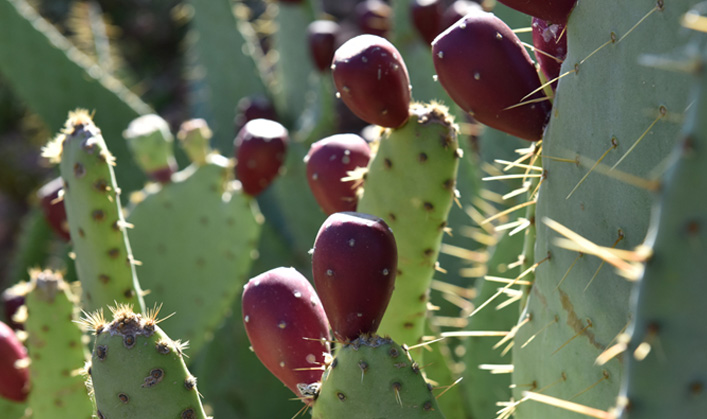 Prickly Pear Cactus with Fruits