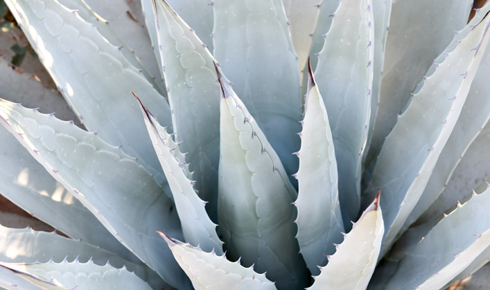 agave