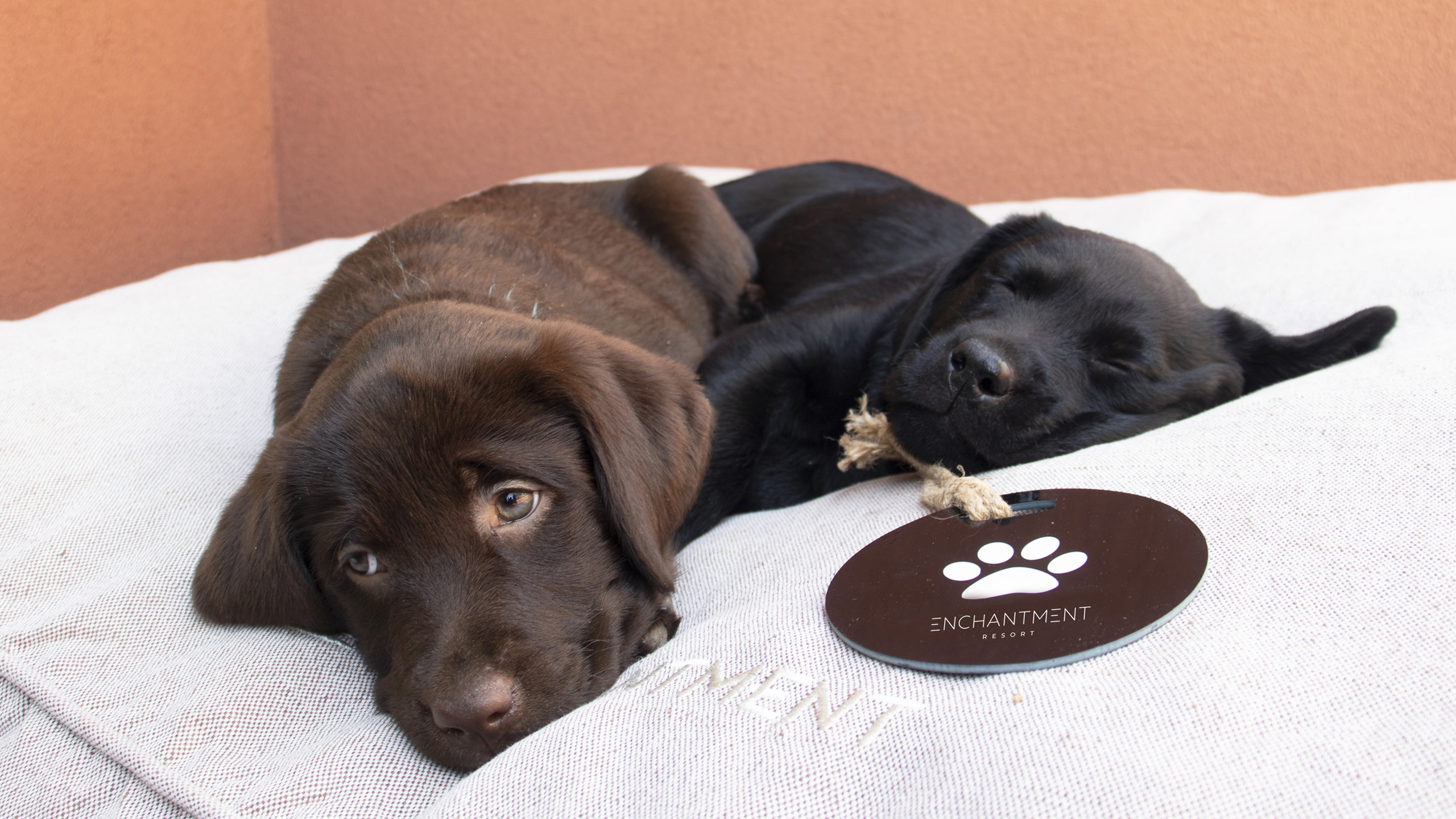 black and brown lab puppies sleeping