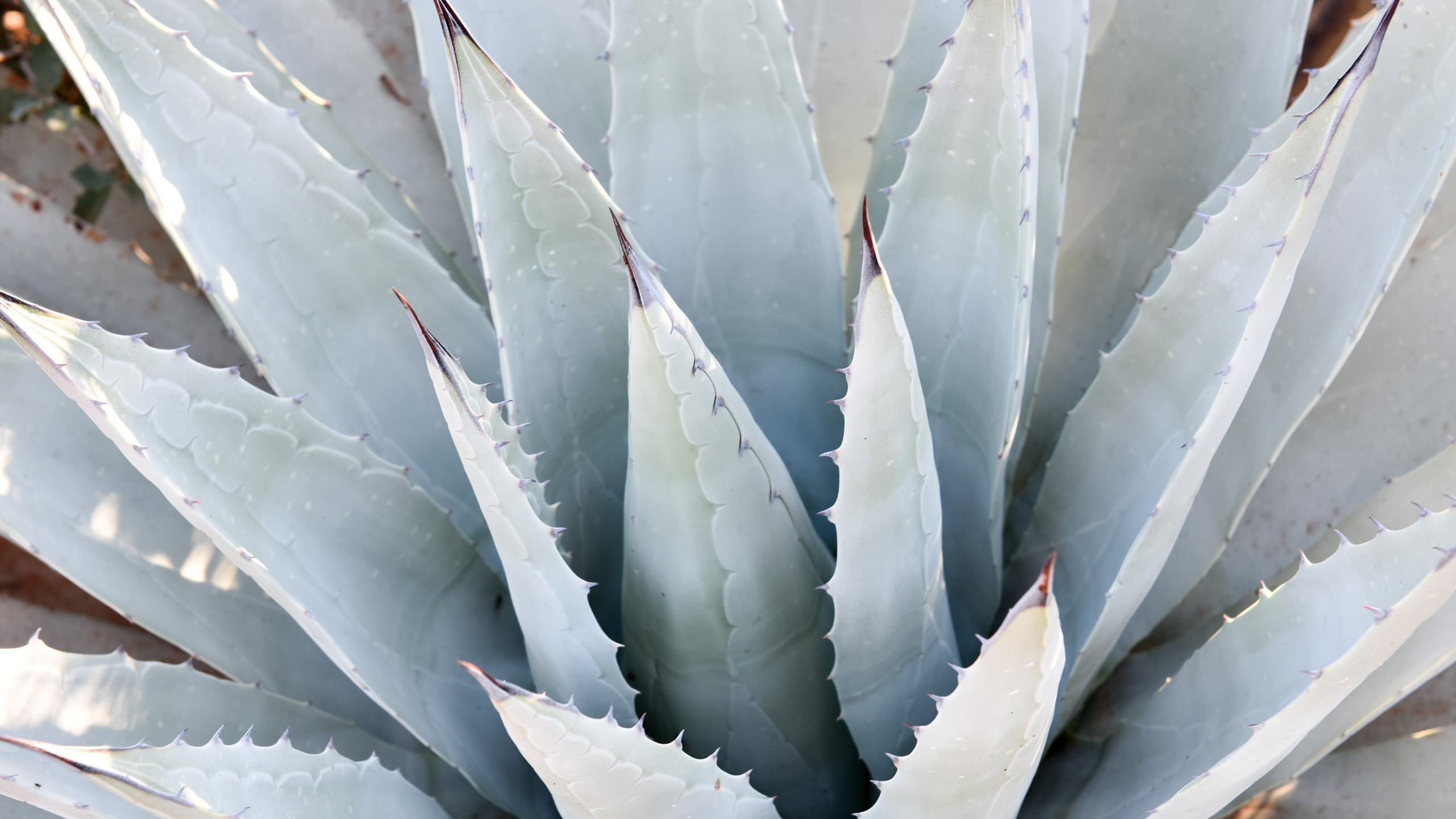 close up of light green agave