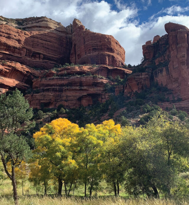 yellow fall colors on the trees