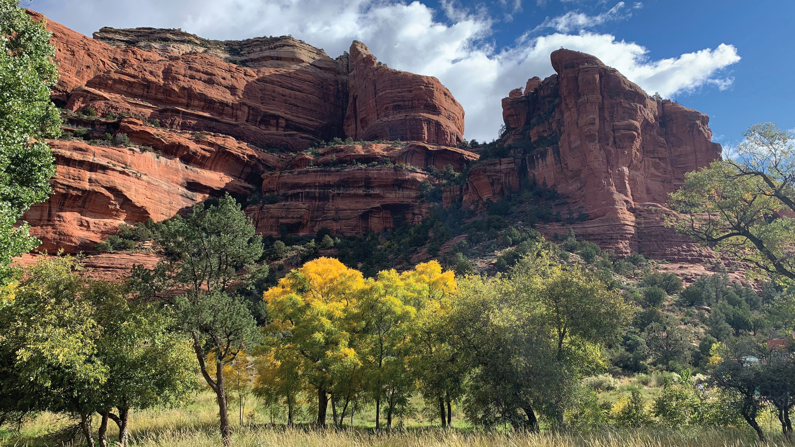 yellow fall colors on the trees