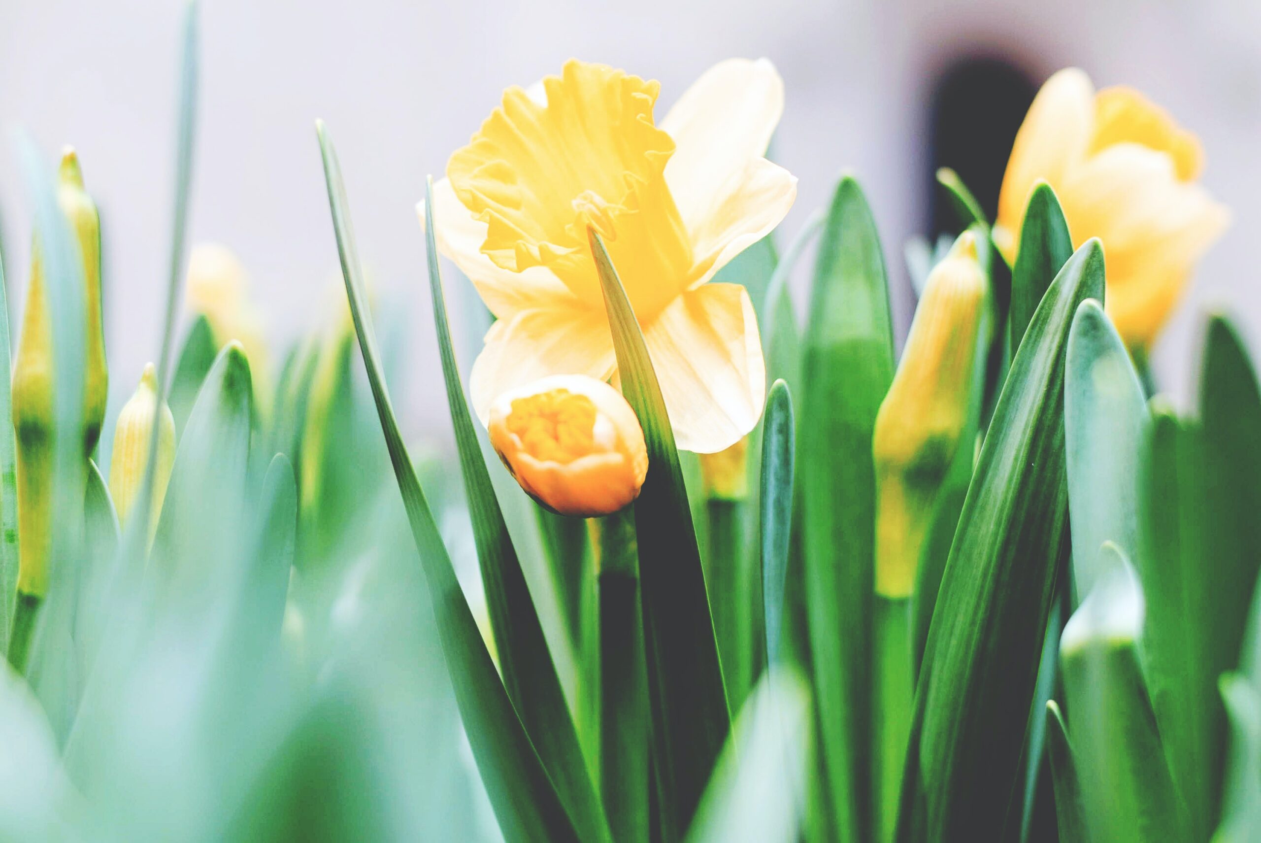 Close up image of daffodils around our luxury Sedona resort