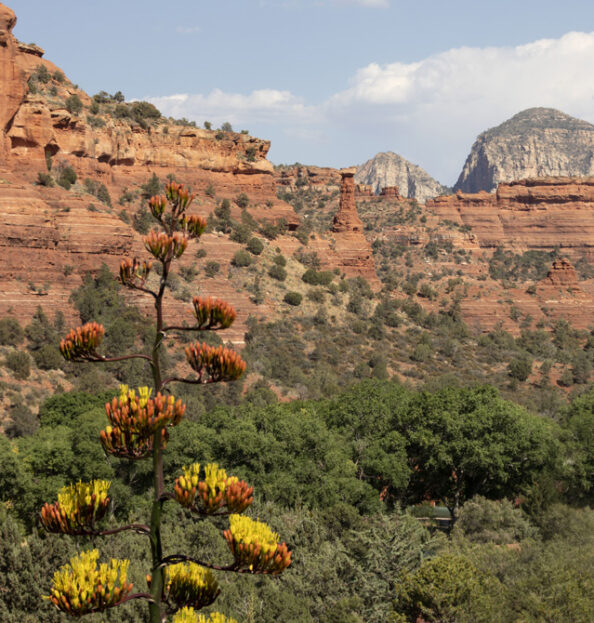 blooming century plant