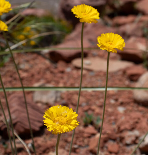 yellow flowers, desert marigold