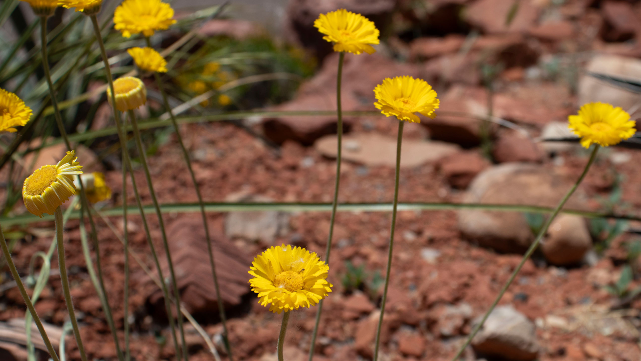 yellow flowers, desert marigold
