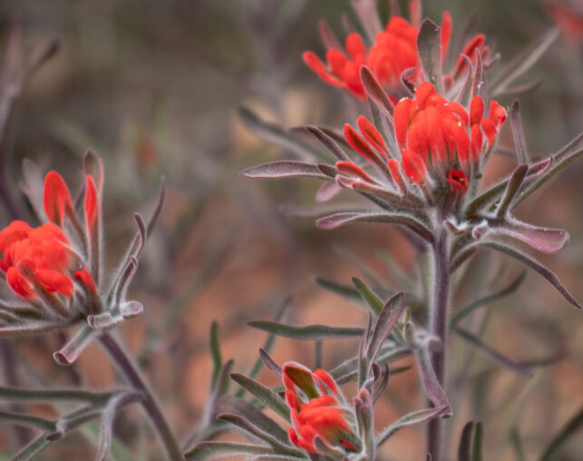 indian paintbrush red flowers
