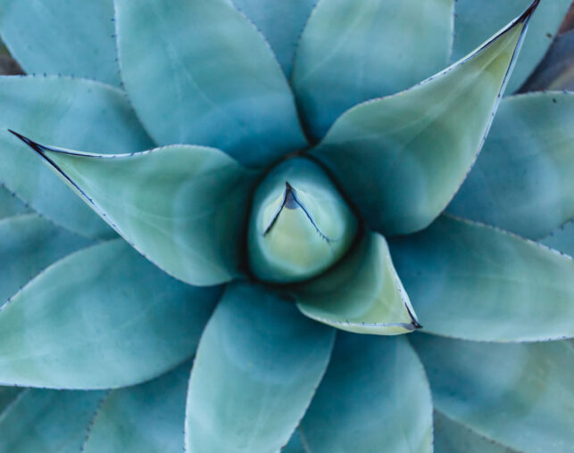 agave overhead